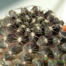 Una foto de Copiapoa humilis subsp. tenuissima