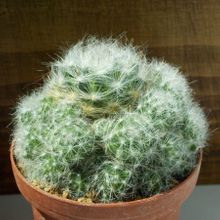 Una foto de Mammillaria glassii ssp. ascensionis