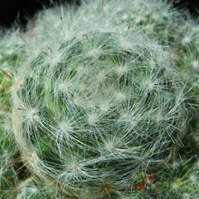 Una foto de Mammillaria glassii ssp. ascensionis