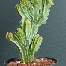 Una foto de Euphorbia abyssinica fma. crestada