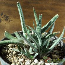 Una foto de Gasteria pulchra