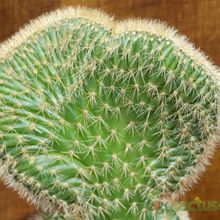 Una foto de Cleistocactus winteri f. crestada