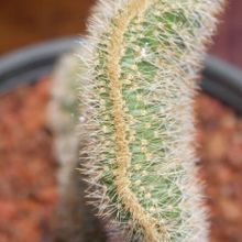 Una foto de Cleistocactus winteri f. crestada