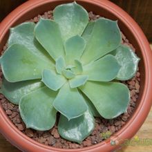 A photo of Echeveria runyonii