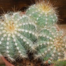 A photo of Parodia schumanniana