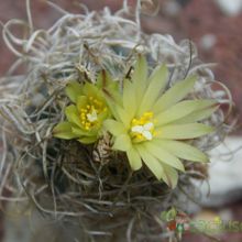 Una foto de Turbinicarpus pseudomacrochele ssp. minimus