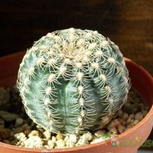 A photo of Gymnocalycium bruchii