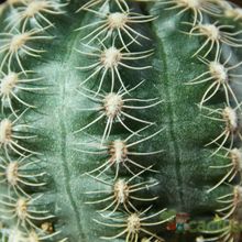 A photo of Gymnocalycium bruchii