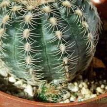 A photo of Gymnocalycium bruchii