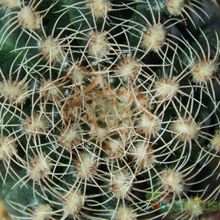 A photo of Gymnocalycium bruchii