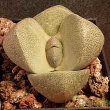 Una foto de Pleiospilos nelii