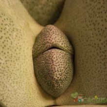 Una foto de Pleiospilos nelii