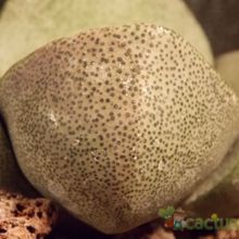 Una foto de Pleiospilos nelii