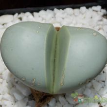 A photo of Argyroderma patens