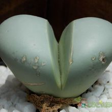 A photo of Argyroderma patens