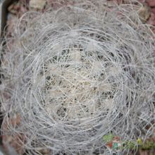 Una foto de Eriosyce senilis
