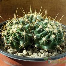 Una foto de Echinocereus triglochidiatus
