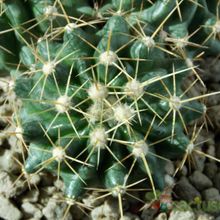 Una foto de Echinocereus triglochidiatus