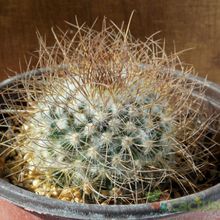 Una foto de Mammillaria rekoi subsp. leptacantha