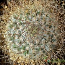 Una foto de Mammillaria rekoi subsp. leptacantha