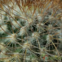 Una foto de Mammillaria rekoi subsp. leptacantha