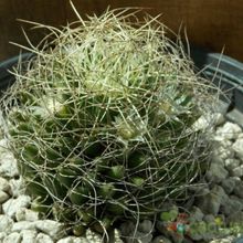 A photo of Mammillaria decipiens ssp. camptotricha