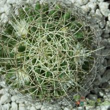 A photo of Mammillaria decipiens ssp. camptotricha