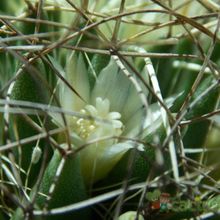 A photo of Mammillaria decipiens ssp. camptotricha