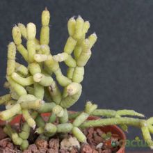A photo of Rhipsalis cereuscula