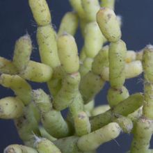 A photo of Rhipsalis cereuscula