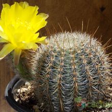 Una foto de Echinopsis aurea