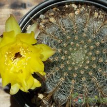 Una foto de Echinopsis aurea