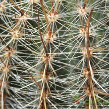 Una foto de Echinopsis aurea