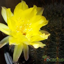 Una foto de Echinopsis aurea