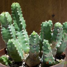 A photo of Euphorbia makallensis
