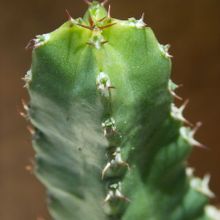 A photo of Euphorbia makallensis