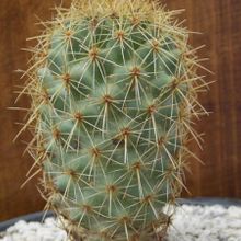 Una foto de Coryphantha glanduligera