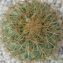 Una foto de Coryphantha glanduligera