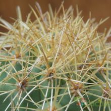 Una foto de Coryphantha glanduligera