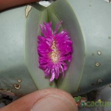 A photo of Argyroderma patens
