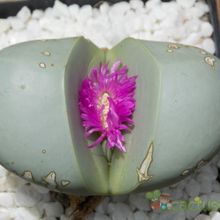 A photo of Argyroderma patens