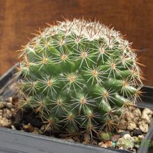 Una foto de Mammillaria nunezii