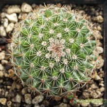 Una foto de Mammillaria nunezii