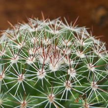 Una foto de Mammillaria nunezii