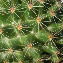 Una foto de Mammillaria nunezii