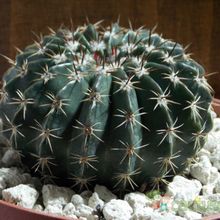 A photo of Parodia orthacantha