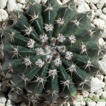 A photo of Parodia orthacantha