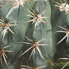 A photo of Parodia orthacantha