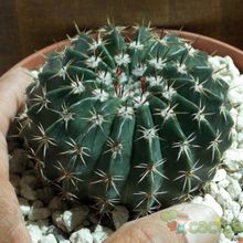 A photo of Parodia orthacantha