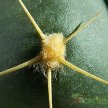 Una foto de Gymnocalycium horstii